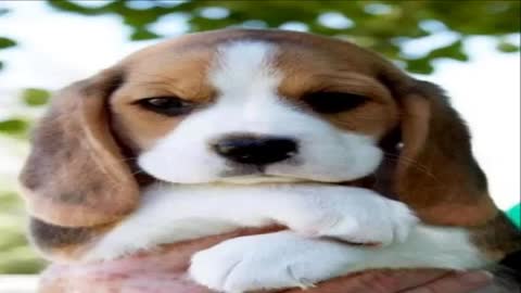 cute puppies you will love