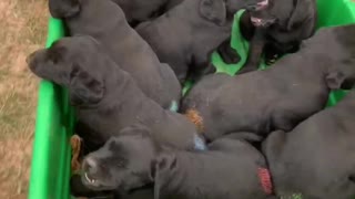 Litter of tired puppies ride in wagon after outdoor playtime