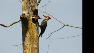 Pileated Woodpecker Feeding Chicks In The Nest