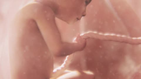 Amazing Timelapse of EVERY SINGLE DAY of a Child’s Development in the Womb | WATCH
