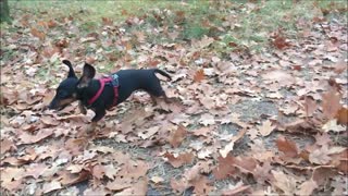 Dachshund makes a huge sideway leap when scared!