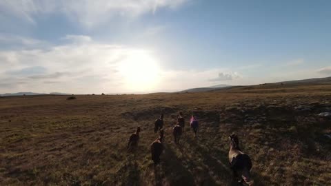 Aerial fpv drone shot of a herd of wild horses running on a green spring field at the sunset