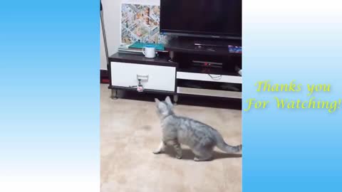 Cute Pets And Funny Animals being crazy