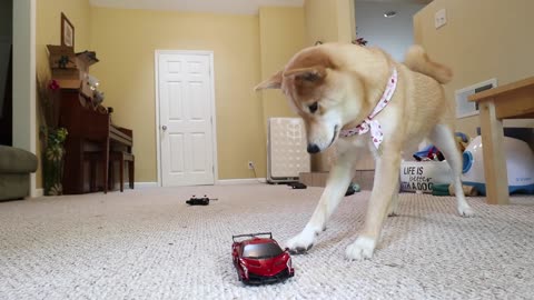 Dog Attack On RC Car