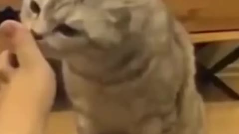 Cute Cat Video