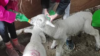 Homestead Tread Ep. 15 Bottle Feeding Little Lambs