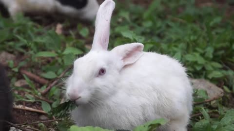 Cute Rabbits Playing,Feeding Activities | Bunny Rabbit