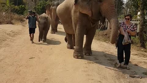 Sri Lankan Elephant