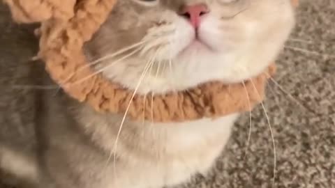 Cute cat voice audition as a bear