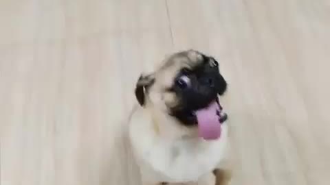 The way the dog jumps to music