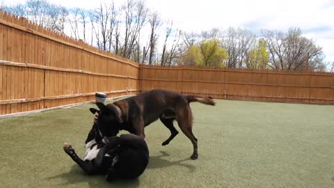 REACTIVE GERMAN SHEPHERD THROWN INTO A PACK OF DOGS! (CRAZY!)