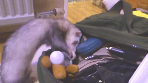 The Life Of Ferrets