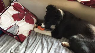 Buddy and a stolen carrot