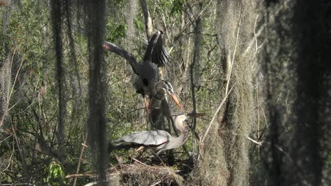 Great Blue Herons mating in the nest
