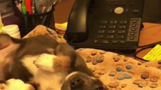 Adorable puppy takes nap on office desk
