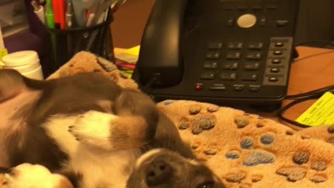 Adorable puppy takes nap on office desk