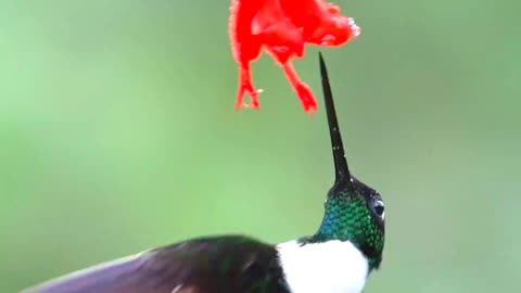 Satisfying Beautiful Birds ASMR That Makes You Calm Original Satisfying Videos PART - 97