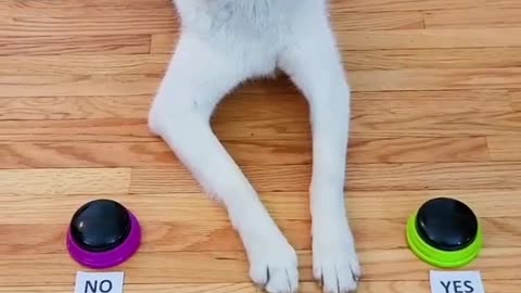 Dog Answers Fan Questions Using Talking Button "Intelligent Dog"