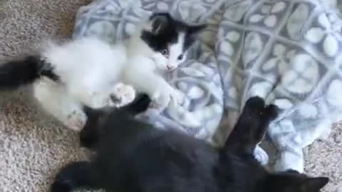 Kitten battle!