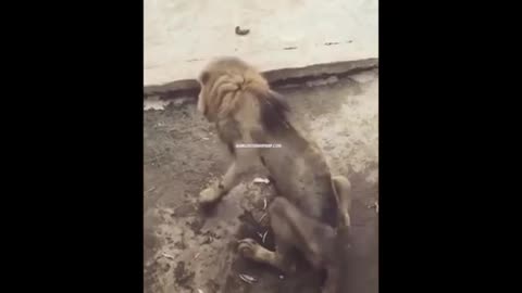 Malnourished Lion Living At Comilla Zoo