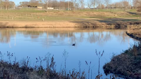 Muskrat Chases Ducks