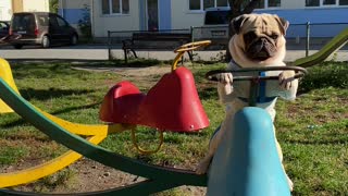 Pug Having Fun Playing on Merry-Go-Round