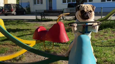 Pug Having Fun Playing on Merry-Go-Round