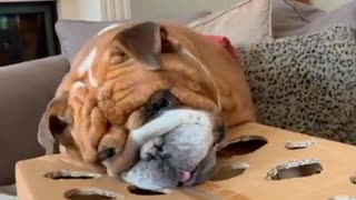 Bulldog Hilariously Plays Whack-A-Mole Hot Dog Game