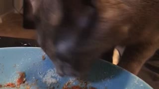 Kitty Shakes Head Whenever She Eats