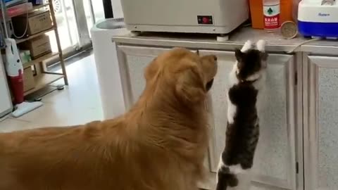 FUNNY DOGS and CATS 🐱🐶 Ungainly Mother Cats 🙃 Chatting Cats 😹 Freshest Animal Funny Videos 2023 😂