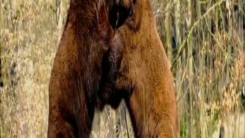 Best Brown Giant Bear Fight Ever! Battle Of The Giant Bears, The Intense Brown Bear Fight #Shorts