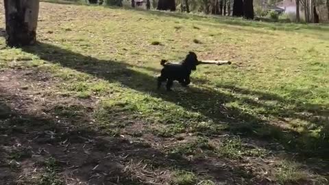 Black dog running around with large stick