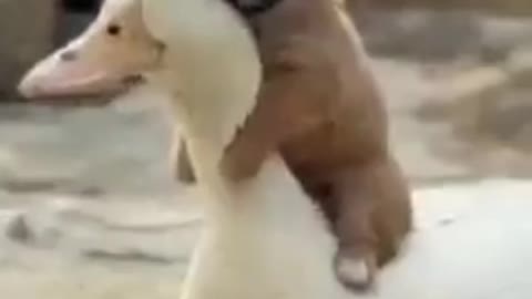 Cute puppy & beautiful Duck Friend ship