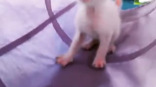 Kitten Meowing for Help