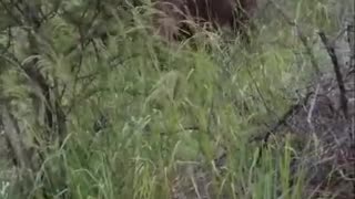 Safari Drive Encounters Unhappy Elephants