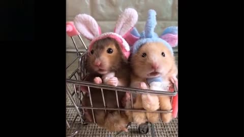 watch these 💗Cute And Funny Pets | pleas try not to laugh much at their compilation its so funny💗