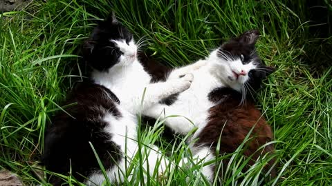 Cute Cats Relax