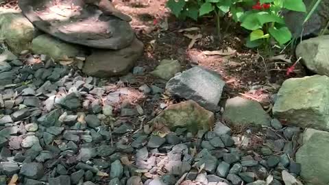 Good Morning Feeding Gods little creatures in the garden.