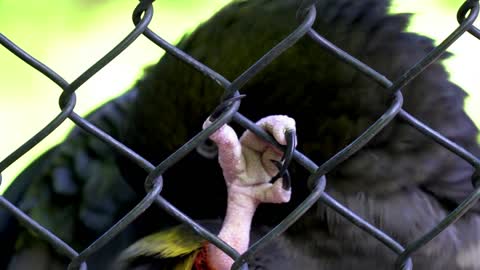 Brightly colored parrot in cage