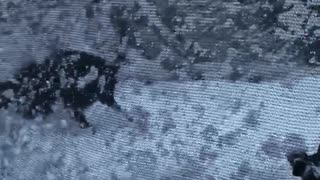Black dog playing on blue snow covered trampoline