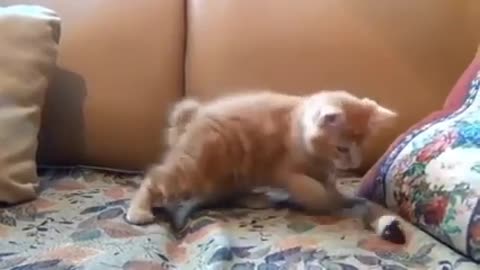 Viral video#Cat is trying to remove cap