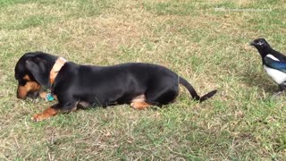 Bird pulls on a dog's tail