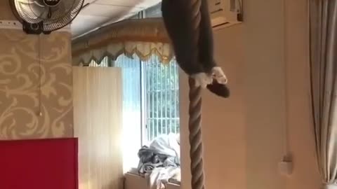 Funny cat with rope