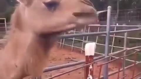 Funny vid: lady gets her hair chewed by Camel