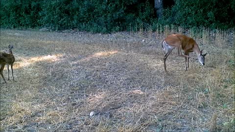 Fred Zepplin 2021, 7/26/21 No...Its Not A Deer Zoo! But...