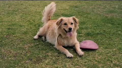 A dog resting on the grass next to a dog toy