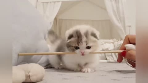 Cat and Funny training Cat videos Short