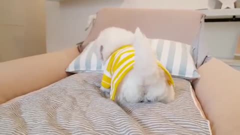 cute funny puppy playing around