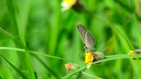 A beautiful and amazing butterfly collecting pollen from the plant