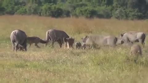 Jackals Hunting Warthog Piglets.